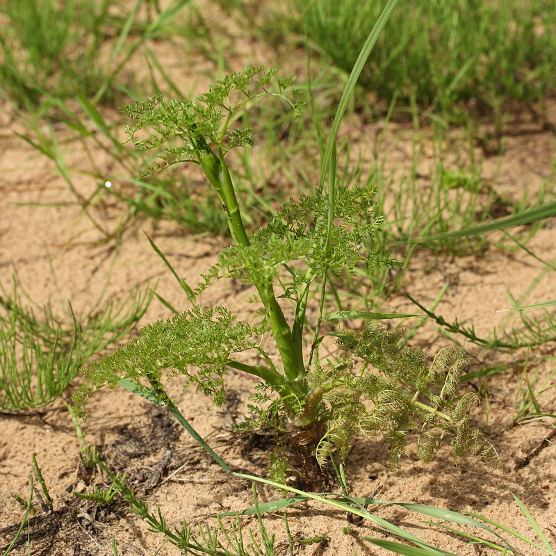 Image of Oenanthe aquatica specimen.