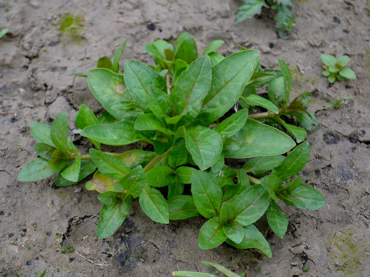 Image of Veronica anagallis-aquatica specimen.