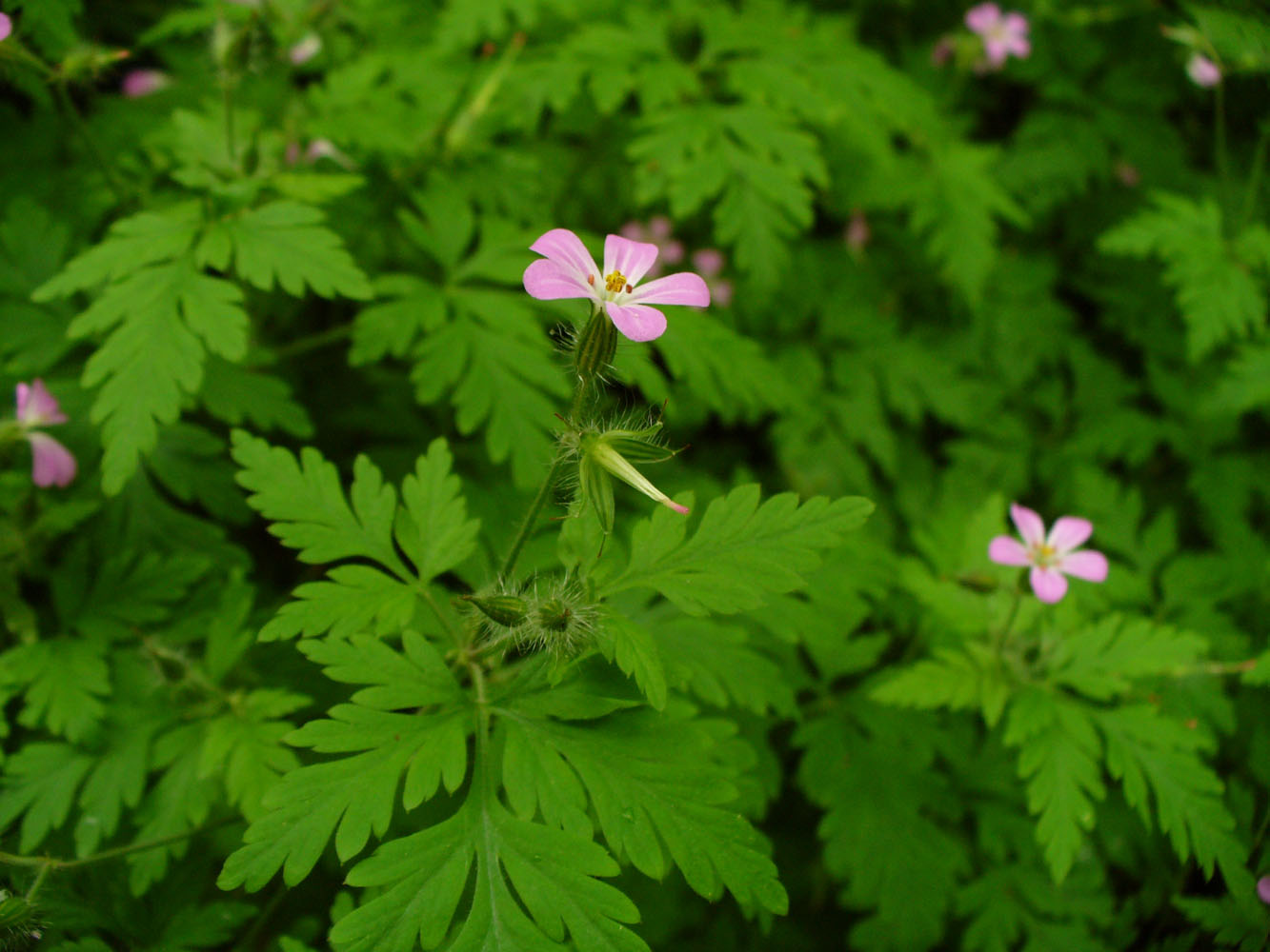 Изображение особи Geranium robertianum.