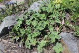 Geranium renardii