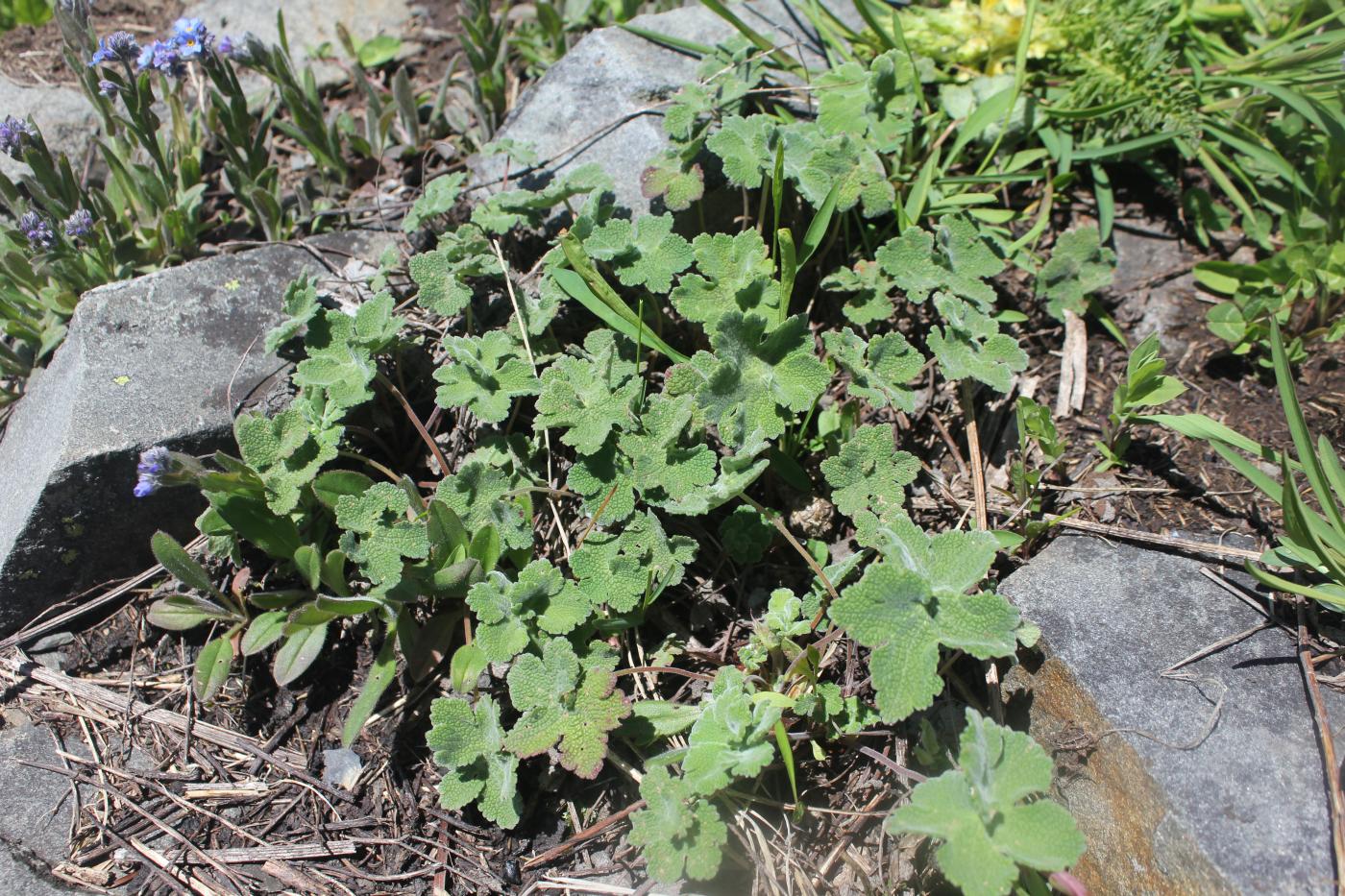 Изображение особи Geranium renardii.