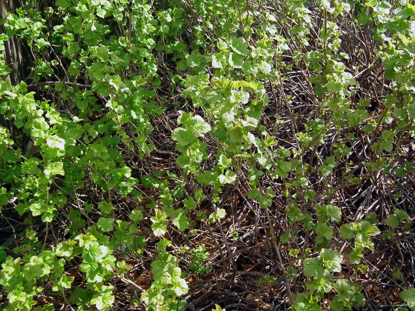 Image of Ribes nigrum specimen.