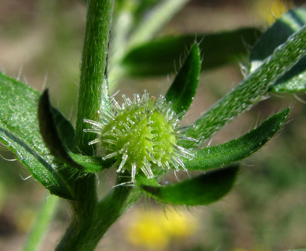 Image of Lappula squarrosa specimen.