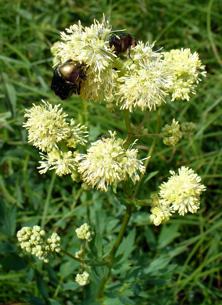 Image of Thalictrum flavum specimen.