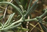 Achillea setacea