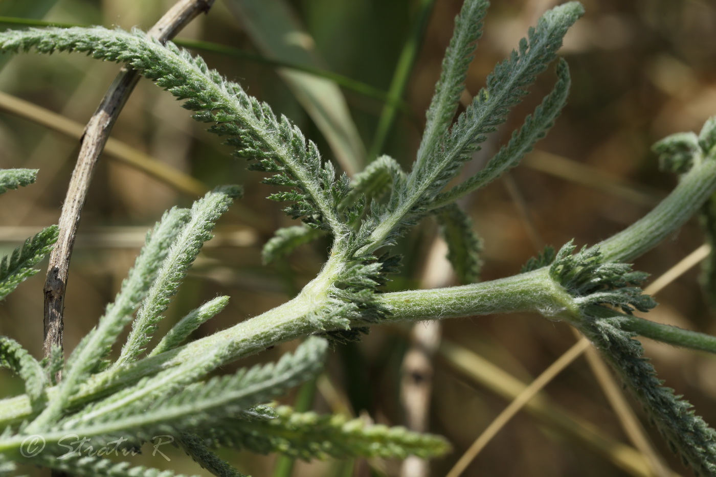 Изображение особи Achillea setacea.