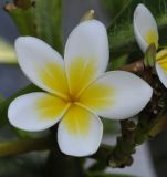 Plumeria rubra var. acutifolia