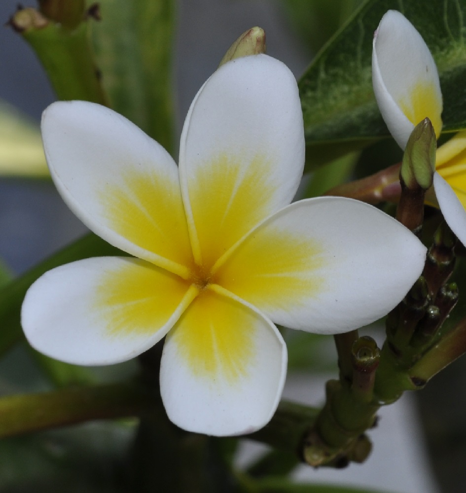 Изображение особи Plumeria rubra var. acutifolia.