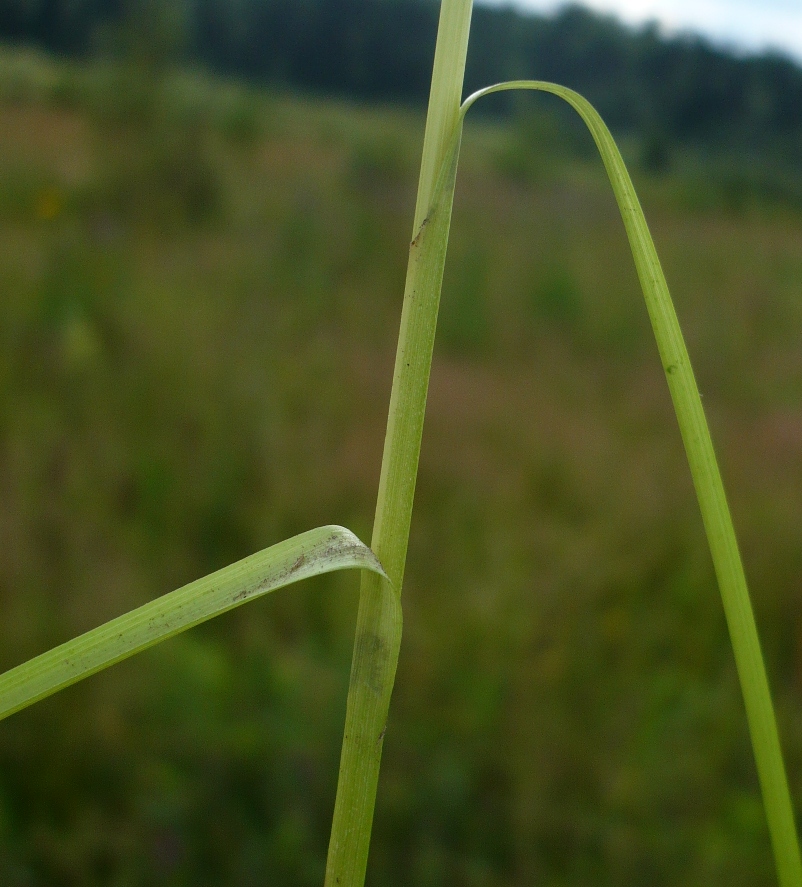 Изображение особи Carex muricata.