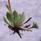 Saxifraga cartilaginea