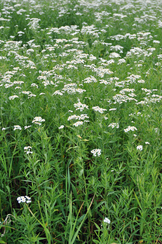 Изображение особи Achillea cartilaginea.