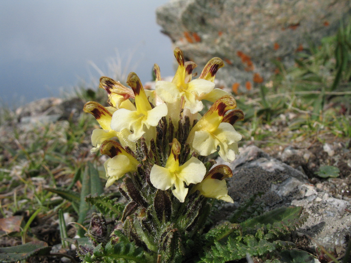 Image of Pedicularis oederi specimen.