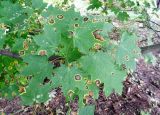 Acer platanoides. Листья с черной пятнистостью, вызванной фитопатогенным грибом Rhytisma acerinum. Москва, Кусково, лесопарк. 10.09.2014.