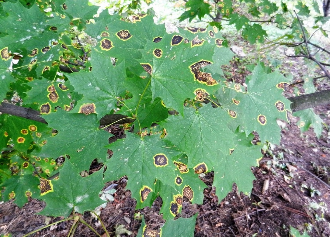 Image of Acer platanoides specimen.