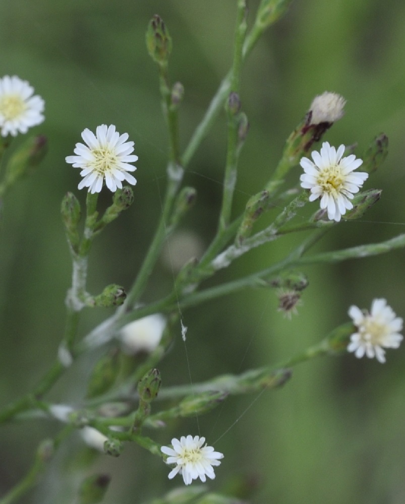 Image of Symphyotrichum subulatum specimen.