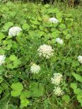 Daucus carota