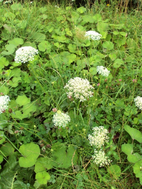 Изображение особи Daucus carota.