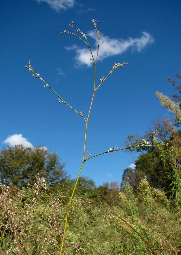 Image of Froriepia subpinnata specimen.