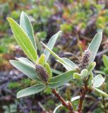 Salix glauca. Побеги с отцветшими мужскими соцветиями. Кольский полуостров, Восточный Мурман, окрестности пос. Дальние Зеленцы, вершина сопки. 03.08.2009.