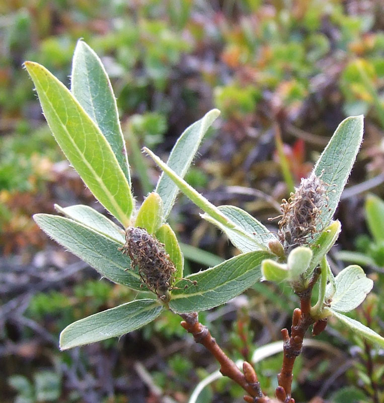 Изображение особи Salix glauca.