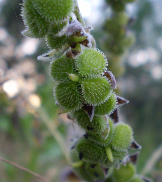 Image of Cynoglossum officinale specimen.