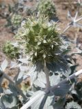 Eryngium maritimum