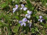 Viola sacchalinensis