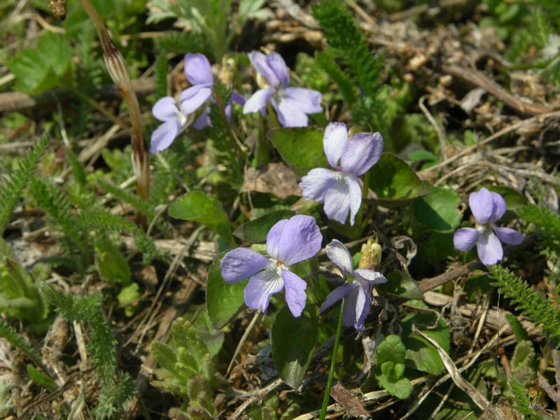 Изображение особи Viola sacchalinensis.