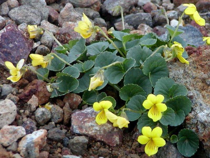 Image of Viola avatschensis specimen.