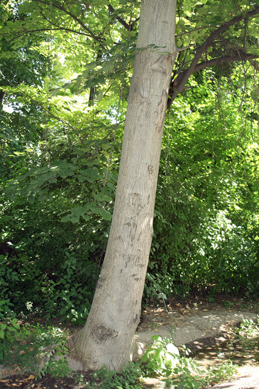 Image of Tilia mandshurica specimen.