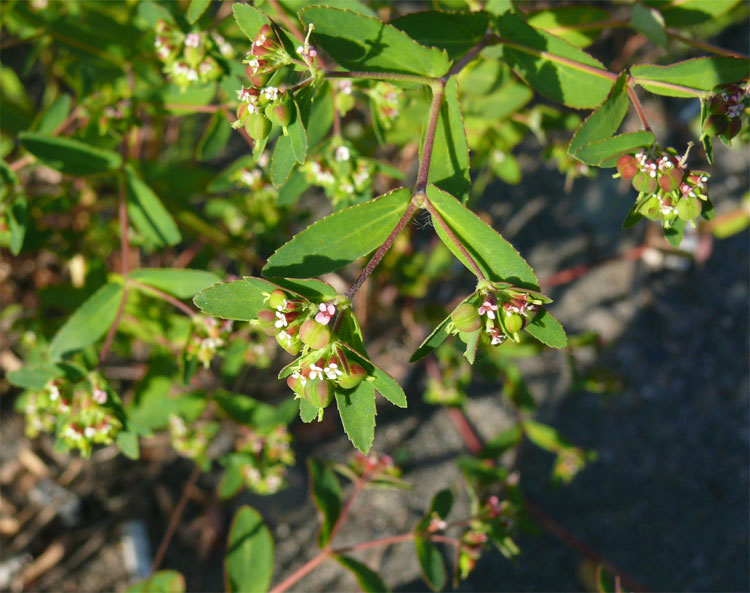 Изображение особи Euphorbia nutans.