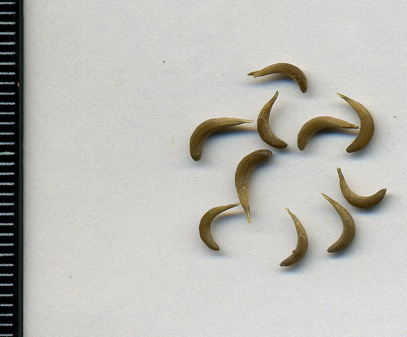 Image of Calendula officinalis specimen.