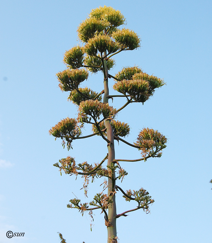 Изображение особи Agave desmetiana.