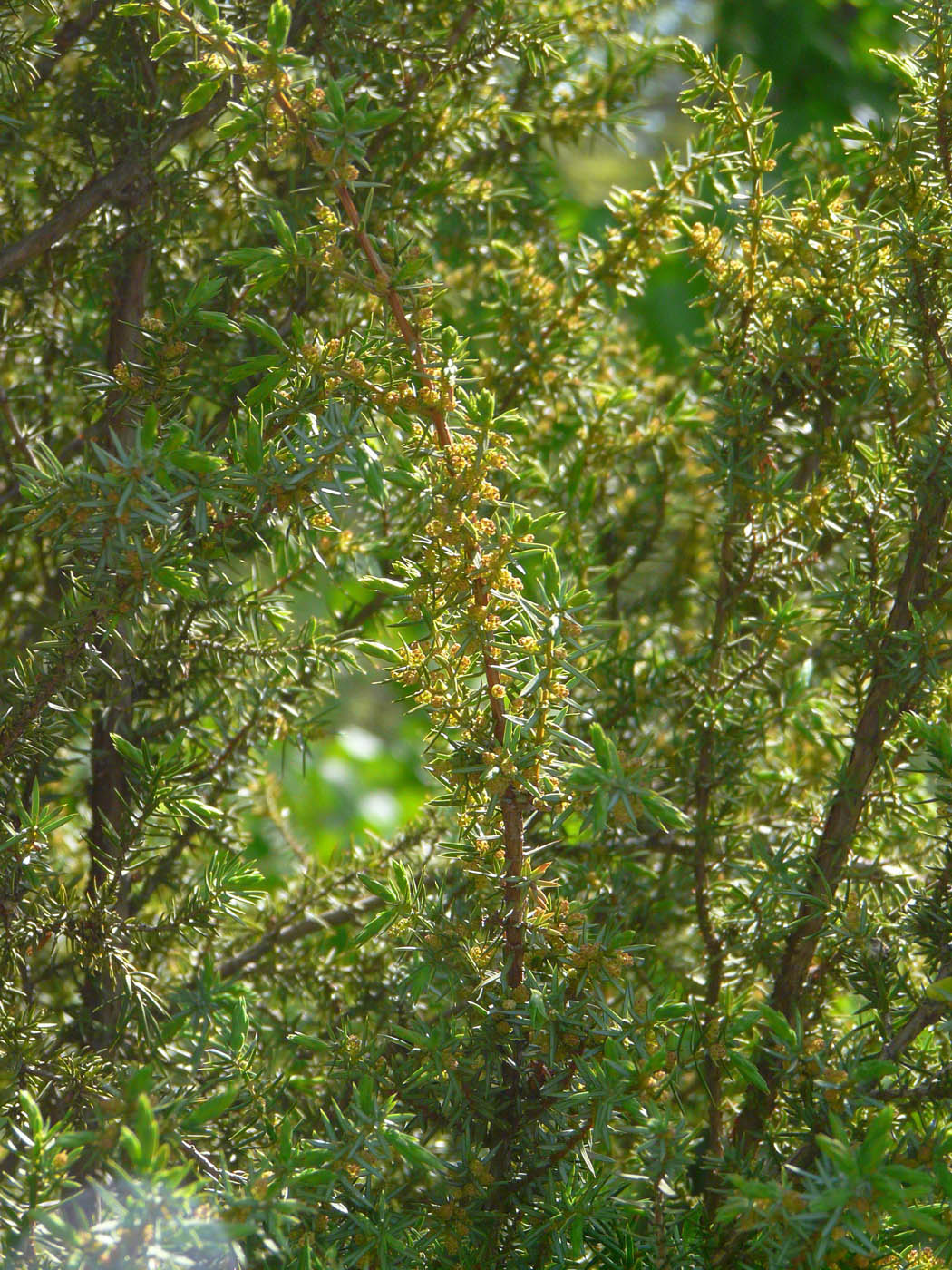 Изображение особи Juniperus communis.