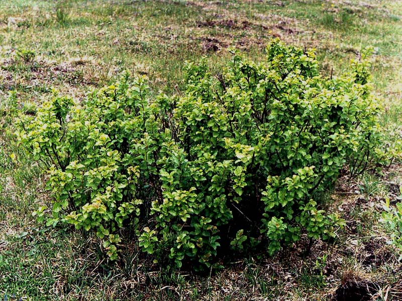 Image of Betula humilis specimen.