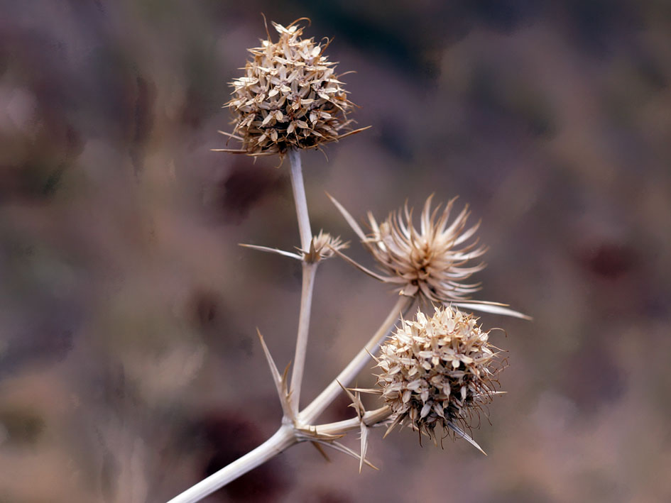 Image of Eryngium macrocalyx specimen.