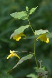 Impatiens noli-tangere