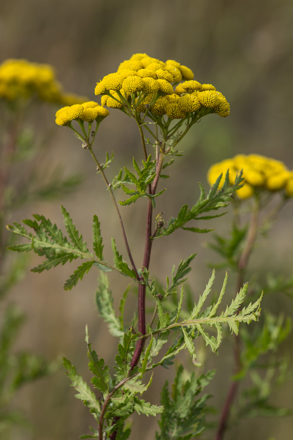 Изображение особи Tanacetum vulgare.