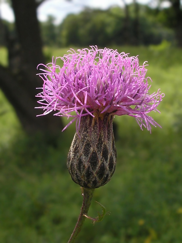 Image of Serratula coronata specimen.