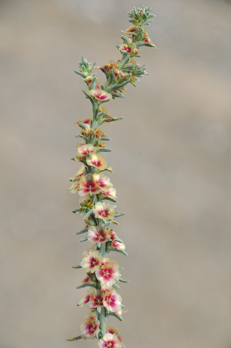 Image of Salsola rosacea specimen.