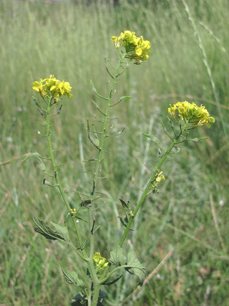 Image of Sinapis alba specimen.