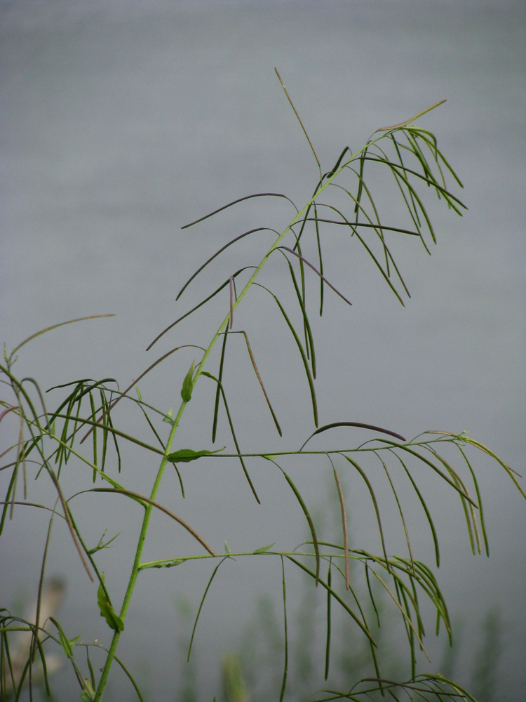 Image of Arabis pendula specimen.