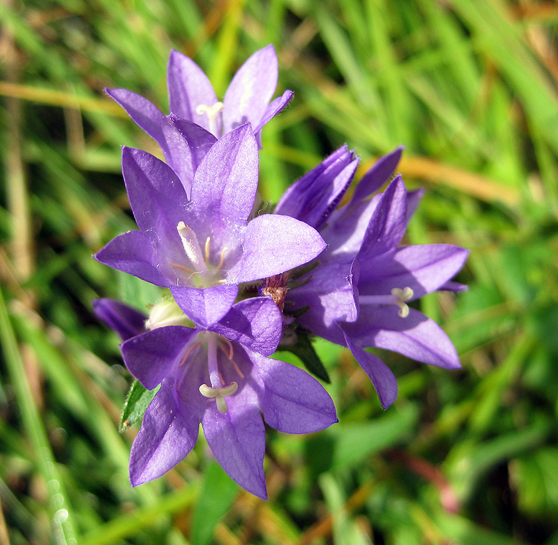Image of Campanula glomerata specimen.