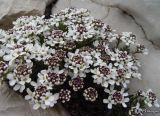 Iberis saxatilis