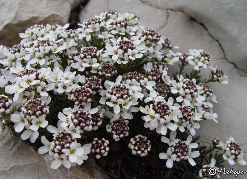 Image of Iberis saxatilis specimen.