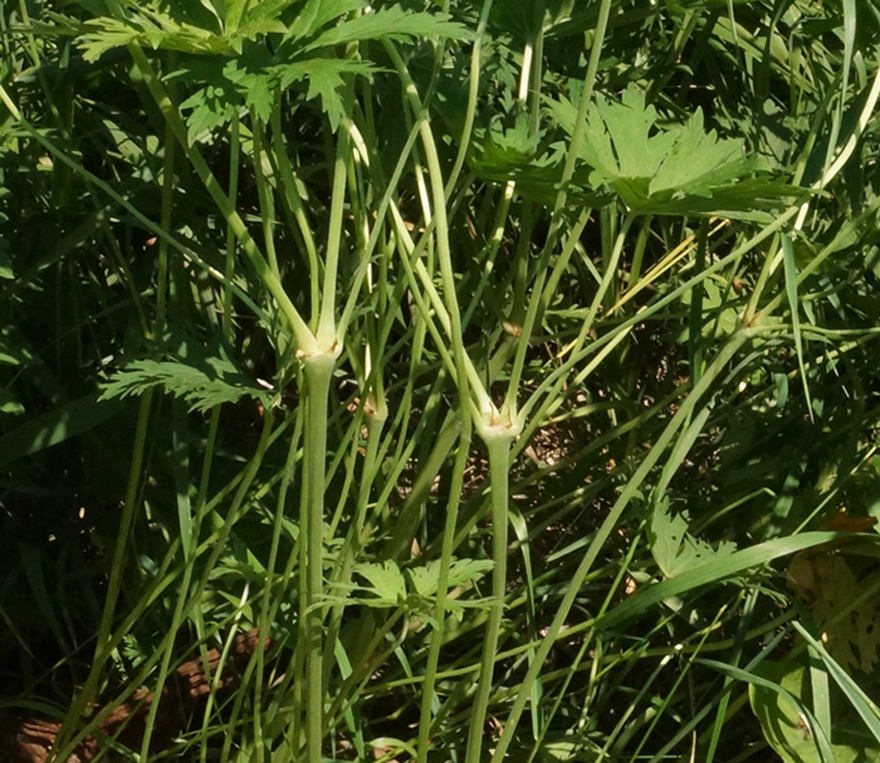 Image of Geranium affine specimen.