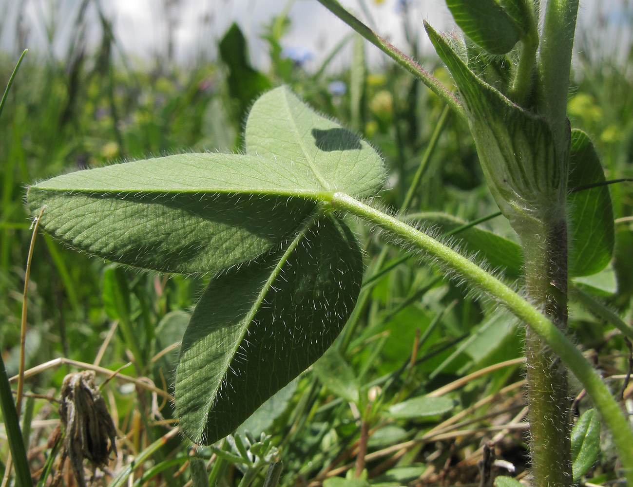 Изображение особи Trifolium canescens.