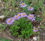Aster alpinus. Цветущие растения. Иркутская обл., Усть-Ордынский р-н, долина р. Куда. 15.06.2014.