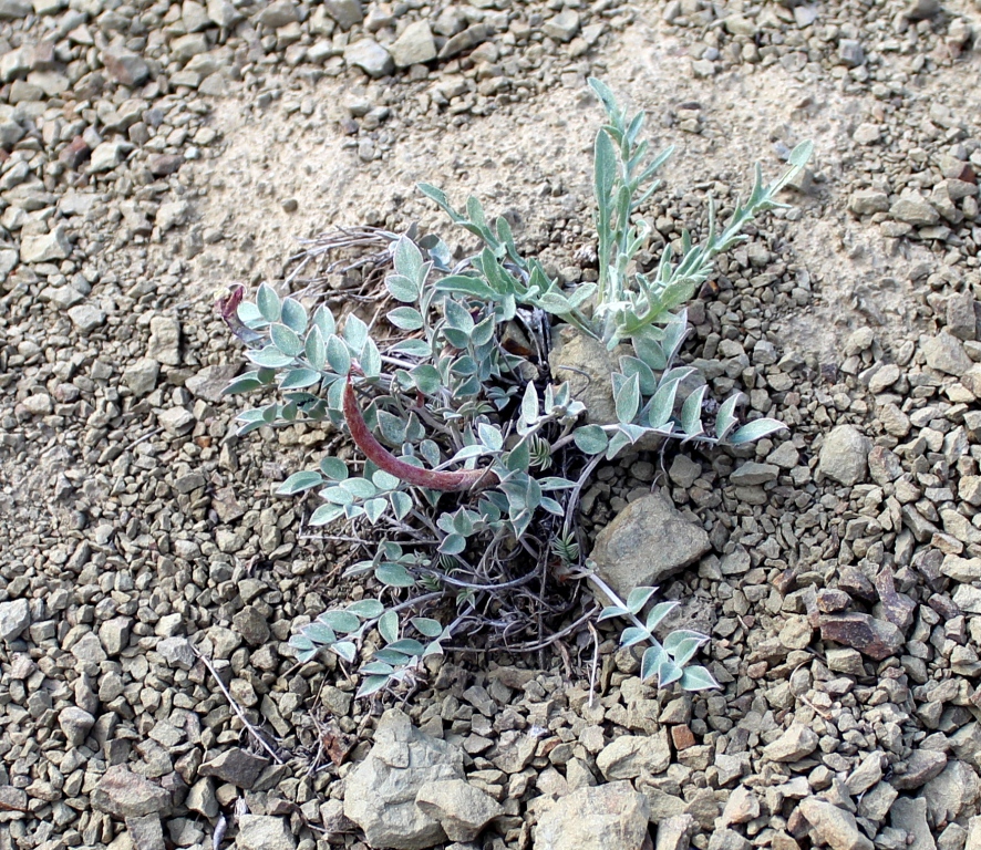 Image of Astragalus stictolobus specimen.