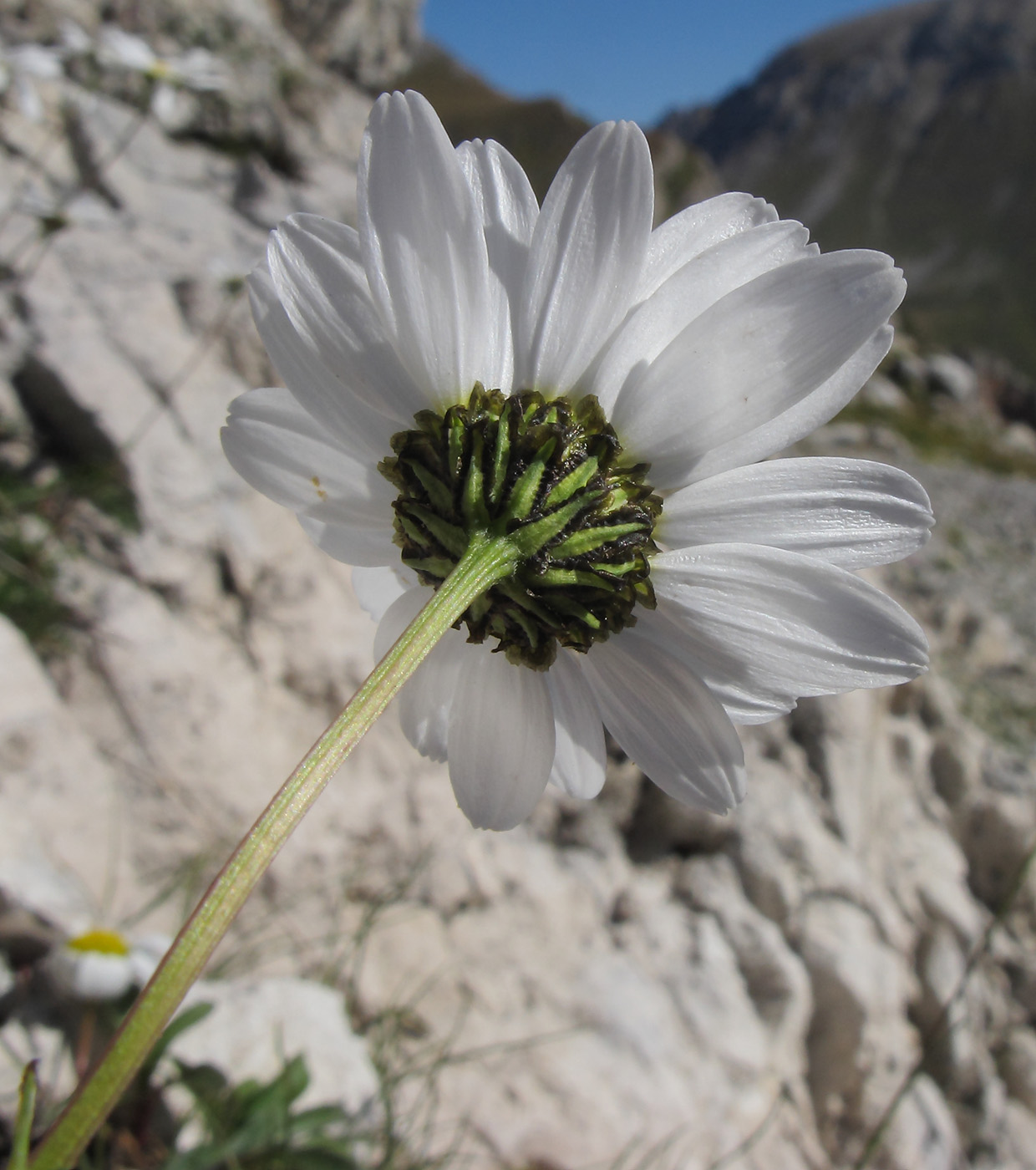 Изображение особи Tripleurospermum caucasicum.